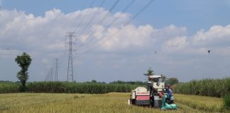 Panen padi milik Suyono di Dusun Tempuran, Desa Pundong, Diwek, Jombang.