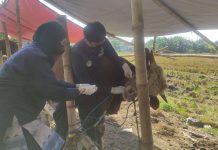 Petugas melakukan pemeriksaan hewan kurban di Sidoarjo, Selasa (11/6/2024).