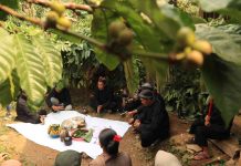 Ritual Wiwit Kopi di Kampung Adat Segunung Wonosalam. Bongkah.id/Karimatul Maslahah/