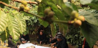 Ritual Wiwit Kopi di Kampung Adat Segunung Wonosalam. Bongkah.id/Karimatul Maslahah/