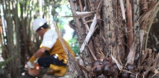 Kuswartono memanen buah salak di belakang rumahnya untuk dijadikan olahan. Bongkah.id/Karimatul Maslahah/