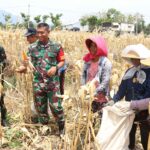 Dandim 0809/Kediri, Letkol Inf Aris Setiawan, panen jagung bersama warga Desa Pagung, Kecamatan Semen, Kabupaten Kediri, di lokasi TMMD, Kamis (17/10/2024).