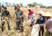 Dandim 0809/Kediri, Letkol Inf Aris Setiawan, panen jagung bersama warga Desa Pagung, Kecamatan Semen, Kabupaten Kediri, di lokasi TMMD, Kamis (17/10/2024).