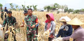 Dandim 0809/Kediri, Letkol Inf Aris Setiawan, panen jagung bersama warga Desa Pagung, Kecamatan Semen, Kabupaten Kediri, di lokasi TMMD, Kamis (17/10/2024).