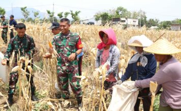 Dandim 0809/Kediri, Letkol Inf Aris Setiawan, panen jagung bersama warga Desa Pagung, Kecamatan Semen, Kabupaten Kediri, di lokasi TMMD, Kamis (17/10/2024).