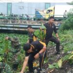 Pembersihan enceng gondok di sungai Pelayaran Desa Tanjungsari Sidoarjo, Senin (30/12/2024).