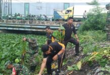 Pembersihan enceng gondok di sungai Pelayaran Desa Tanjungsari Sidoarjo, Senin (30/12/2024).