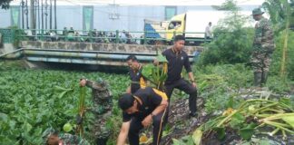 Pembersihan enceng gondok di sungai Pelayaran Desa Tanjungsari Sidoarjo, Senin (30/12/2024).