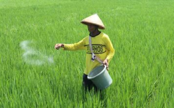 Petani di Jombang saat memberikan pupuk untuk tanaman padinya. Bongkah.id/Karimatul Maslahah/