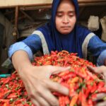 Pedagang cabai di pasar tradisional Citra Niaga Jombang./bongkah.id/Karimatul Maslahah/