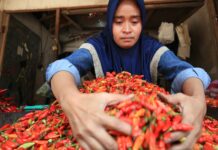 Pedagang cabai di pasar tradisional Citra Niaga Jombang./bongkah.id/Karimatul Maslahah/