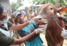 petugas Disnak Jombang saat memberikan vitamin kepada hewan ternak. Bongkah.id/Karimatul Maslahah/