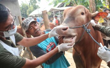 petugas Disnak Jombang saat memberikan vitamin kepada hewan ternak. Bongkah.id/Karimatul Maslahah/