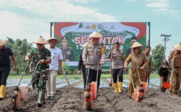 Kapolres Jombang AKBP Ardi Kurniawan saat melakukan kegiatan tanam jagung bersama di Desa Balongsari, Megaluh./bongkah.id/Karimatul Maslahah/