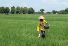 Petani saat memupuk tanaman padi di Jombang./bongkah.id/Karimatul Maslahah/