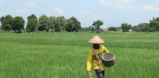 Petani saat memupuk tanaman padi di Jombang./bongkah.id/Karimatul Maslahah/