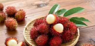 Ilustrasi buah rambutan. Istimewa