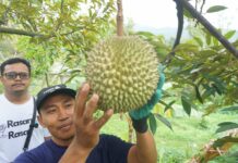 Pengunjung saat belajar metik buah durian di Wonosalam Durian Farm./bongkah.id/Karimatul Maslahah/