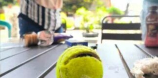Bola tenis berisi sabu dilempar ke dalam Lapas Narkotika Pamekasan. (Dok/Humas Lapas)