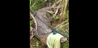 Tangkapan layar buaya diamankan warga Bangkalan setelah berkeliaran di ladang jagung. ISTIMEWA