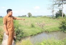 Sekretaris Desa Tambar saat menunjukkan saluran irigasi sawah aliran limbah tahu./ bongkah.id/Karimatul Maslahah/