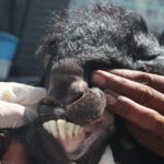 Kambing yang siap dijadikan kurban./bongkah.id/Karimatul Maslahah/