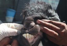 Kambing yang siap dijadikan kurban./bongkah.id/Karimatul Maslahah/