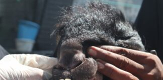 Kambing yang siap dijadikan kurban./bongkah.id/Karimatul Maslahah/