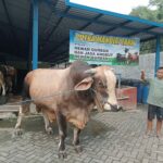 Sapi Pedrosa milik Presiden RI Prabowo Subianto untuk dijadikan hewan kurban di Masjid Baitul Mukminin Jombang./bongkah.id/Karimatul Maslahah/