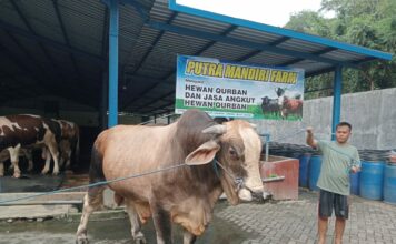Sapi Pedrosa milik Presiden RI Prabowo Subianto untuk dijadikan hewan kurban di Masjid Baitul Mukminin Jombang./bongkah.id/Karimatul Maslahah/