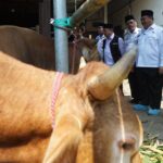 Bupati Jombang Warsubi (kedua kanan) saat sidak hewan kurban di Dengar, Rabu (4/6/2025). Bongkah.id/Karimatul Maslahah/