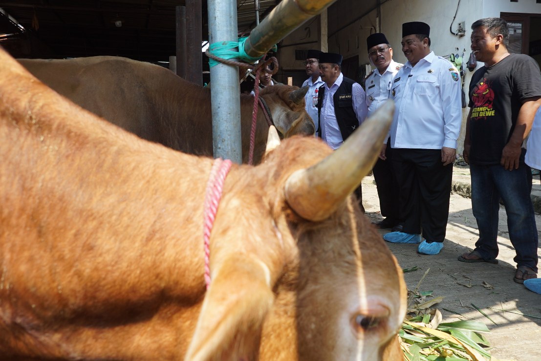 1000795735 Bupati Jombang Warsubi (kedua kanan) saat sidak hewan kurban di Dengar, Rabu (4/6/2025). Bongkah.id/Karimatul Maslahah/