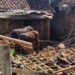 Kamsia (61), warga Dusun Sumber Gayam, Desa Baletbaru, Kecamatan Sukowono, Kabupaten Jember