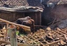 Kamsia (61), warga Dusun Sumber Gayam, Desa Baletbaru, Kecamatan Sukowono, Kabupaten Jember