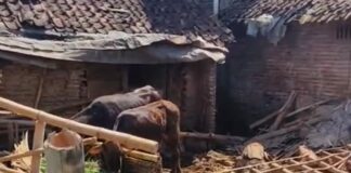 Kamsia (61), warga Dusun Sumber Gayam, Desa Baletbaru, Kecamatan Sukowono, Kabupaten Jember