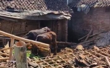Kamsia (61), warga Dusun Sumber Gayam, Desa Baletbaru, Kecamatan Sukowono, Kabupaten Jember