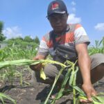 petani saat menunjukkan jagung di sawah yang diserang tikus berasal dari PT SUR 3 Jombang./bongkah.id/Karimatul Maslahah/