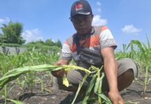 petani saat menunjukkan jagung di sawah yang diserang tikus berasal dari PT SUR 3 Jombang./bongkah.id/Karimatul Maslahah/