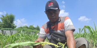 petani saat menunjukkan jagung di sawah yang diserang tikus berasal dari PT SUR 3 Jombang./bongkah.id/Karimatul Maslahah/
