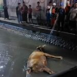 proses penyelamatan sapi di sungai depan ponpes Tebuireng Jombang./bongkah.id/Karimatul Maslahah/