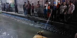 proses penyelamatan sapi di sungai depan ponpes Tebuireng Jombang./bongkah.id/Karimatul Maslahah/