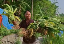 Budianto Setiawan saat menunjukkan hasil panen Dini tembakau miliknya./bongkah.id/Karimatul Maslahah/