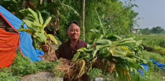 Budianto Setiawan saat menunjukkan hasil panen Dini tembakau miliknya./bongkah.id/Karimatul Maslahah/