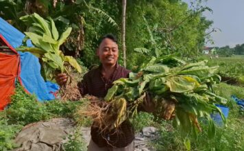 Budianto Setiawan saat menunjukkan hasil panen Dini tembakau miliknya./bongkah.id/Karimatul Maslahah/