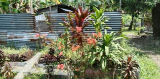 Rumah yang disinyalir tempat kelahiran sang proklamator Ir Soekarno di Ploso Jombang./bongkah.id/Karimatul Maslahah/