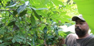 Heri saat memanen cengkeh di kebunnya Wonosalam Jombang./bongkah.id/Karimatul Maslahah/
