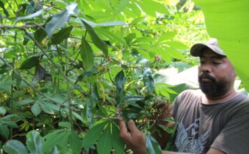 Heri saat memanen cengkeh di kebunnya Wonosalam Jombang./bongkah.id/Karimatul Maslahah/