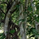 Kayu ular Indonesia./istimewa/