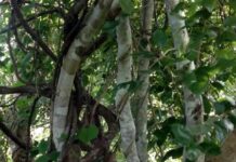 Kayu ular Indonesia./istimewa/