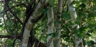 Kayu ular Indonesia./istimewa/